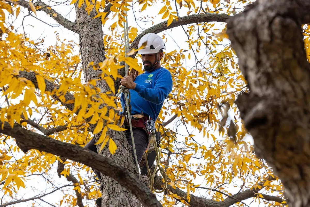 Skilled Tree Pruning crew working in Ickesburg