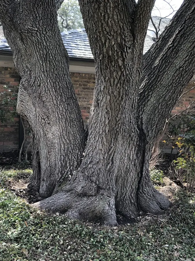Mature heritage tree close to a Ickesburg property cared for by certified arborists